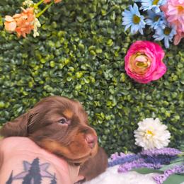 Mav - Chocolate and tan male Dachshund puppy in Jackson, Tennessee from BlackPine Kennels