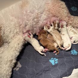 Java - Parti female Goldendoodle puppy in New Harmony, Indiana from Cottonwood Farms