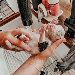Sheepadoodle Puppies from DOODCompany