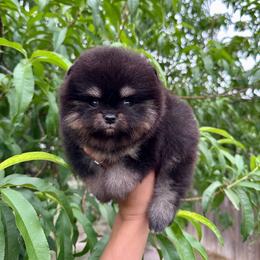 Tulip - Black and tan female Pomeranian puppy in Eagle Pass, Texas from Divine Poms