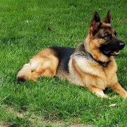 German Shepherd All Grown Up from End of the Trail Farm & Kennels