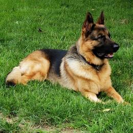German Shepherd All Grown Up from End of the Trail Farm & Kennels