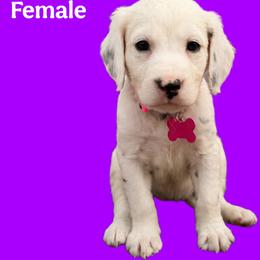 Amethyst - White and black female Dalmatian puppy in Bremen, Georgia from Clark’s Dalmatians