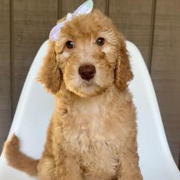 Fairy - Apricot female Goldendoodle puppy in Mount Pleasant, Tennessee from Doodle My Heart