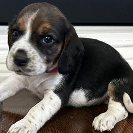 Girl 1 - female Beagle puppy in Walnut Grove, Missouri from C & L Beagles and Bassets