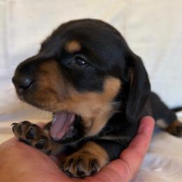 Black and Tan female - Black and tan female Dachshund puppy in Valley Springs, California from Robin’s Dachshunds