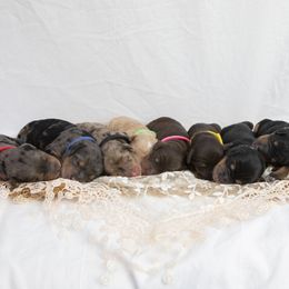 Bernedoodle and Goldendoodle Puppies from Gold Diamond Pup