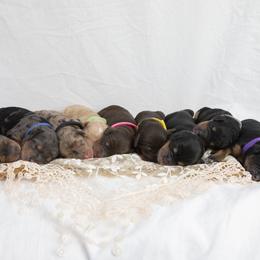 Bernedoodle and Goldendoodle Puppies from Gold Diamond Pup
