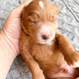 Ocean - Parti male Goldendoodle puppy in Bradenton, Florida from Doodle Acres