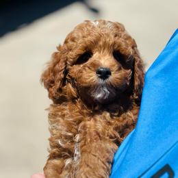 Baron - Red  male Goldendoodle puppy in Wharton, Texas from Little Fur Friends
