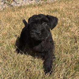 Girl 5 - Teal Collar - Black female Giant Schnauzer puppy in St George, Utah from Schnauzer Ranch