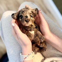 Alanis - Merle female Cockapoo puppy in Denver, Pennsylvania from Greenview Puppies