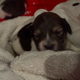 Gust - Piebald male Dachshund puppy in Summit, South Carolina from Doxies4Paws