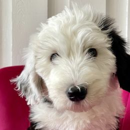 Pink - Sheepadoodle puppy from Luv My Doodle