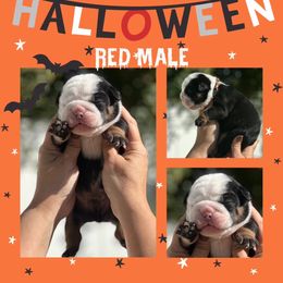 Red collar male - Black tri-color male Bulldog puppy in Oxnard, California from Pech Family Bulldogs