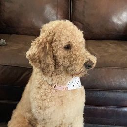 Penny - Goldendoodle