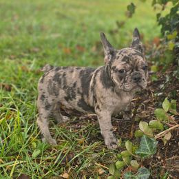 Fabuloso - Brindle male French Bulldog puppy in East Berlin, Pennsylvania from Stoney Point Frenchies