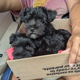 Miniature Schnauzer Puppies from Black Star Farm