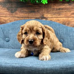 Gus Gus - Red male Cavapoo puppy in Lancaster, Missouri from Cavapoo Acres