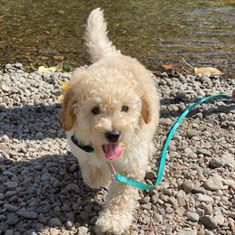 Aussiedoodle and Goldendoodle Puppies from West Coast Doodles