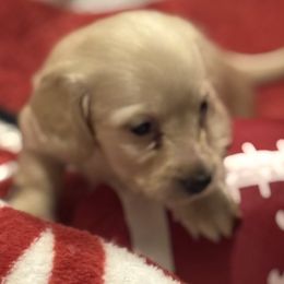 Dachshunds from Baker's Farm Dachshunds
