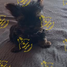 Bulldog and Yorkshire Terrier Puppies from Happy Paw's And Tail's