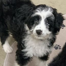 Candy - Black and white female Aussiedoodle puppy in Nacogdoches, Texas from BA Mini Poodles
