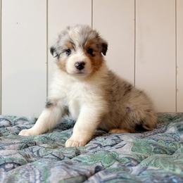 Risk - Blue merle male Australian Shepherd puppy in Kearney, Nebraska from Helix Aussies