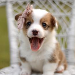 American Corgi and Pembroke Welsh Corgi Puppies from High Cotton Corgis