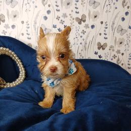King Leo - Gold male Yorkshire Terrier puppy in Humble, Texas from Marnax Yorkshire Babies