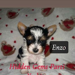 Enzo - Parti male Yorkshire Terrier puppy in Clarksburg, Indiana from Hidden Gems Parti Yorkies