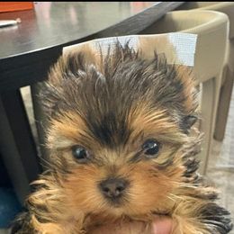 Princeton - Black and tan male Yorkshire Terrier puppy in Tempe, Arizona from Kissable baby face yorkies