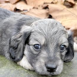 Boy 1 - Cream male Dachshund puppy in Palestine, Texas from Doxie Den🐾