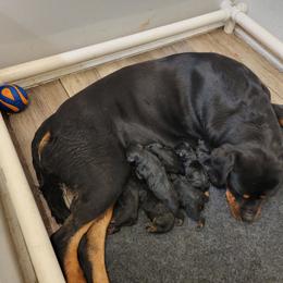 Girl 4 - Black and mahogany female Rottweiler puppy in York, South Carolina from CenturionOne LLC