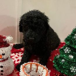 Poodles from The Lakes Poodles