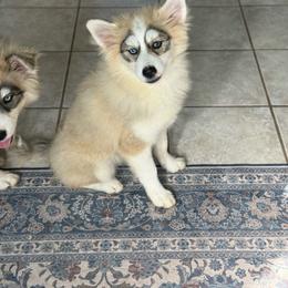 Marshall - Silver and white male Pomsky puppy in Lewiston, Minnesota from Family Pomsky