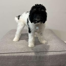Poodle and Sheepadoodle Puppies from Wagner Kennels