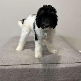 Poodle and Sheepadoodle Puppies from Wagner Kennels