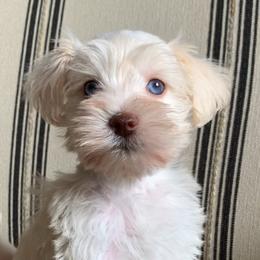 Holly - White female Miniature Schnauzer puppy in Mc Allen, Texas from True Love Schnauzers