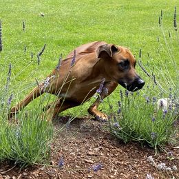 Rhodesian Ridgebacks from Mountain Lion Ridgebacks