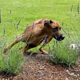 Rhodesian Ridgebacks from Mountain Lion Ridgebacks