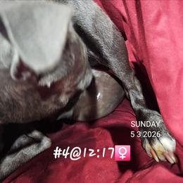 4th born is Girl 2 - Blue female Boston Terrier puppy in Versailles, Indiana from Benhams Bostons