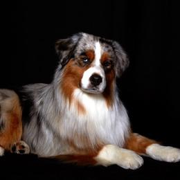 McGraw - Miniature American Shepherd