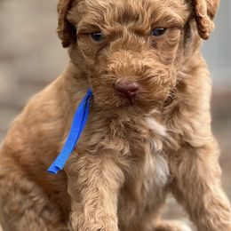 Poodles from Fields Poodles