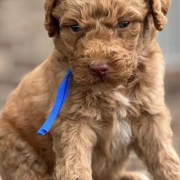 Poodles from Fields Poodles