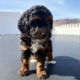 Boy gray collar - Phantom male Poodle puppy in Henefer, Utah from Mountain Valley Poodles