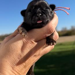 Sally - Black female Shih Tzu puppy in Connersville, Indiana from Sugar and Spice Shihtzus