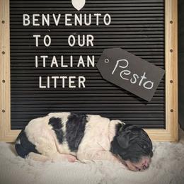 Pesto - Black and white male Sheepadoodle puppy in Berwick, Pennsylvania from Wright’s Wiggle Butts