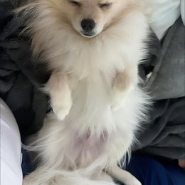 Pomeranian Puppies from LT_Poms