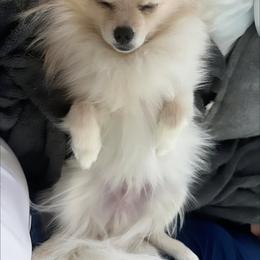 Pomeranian Puppies from LT_Poms